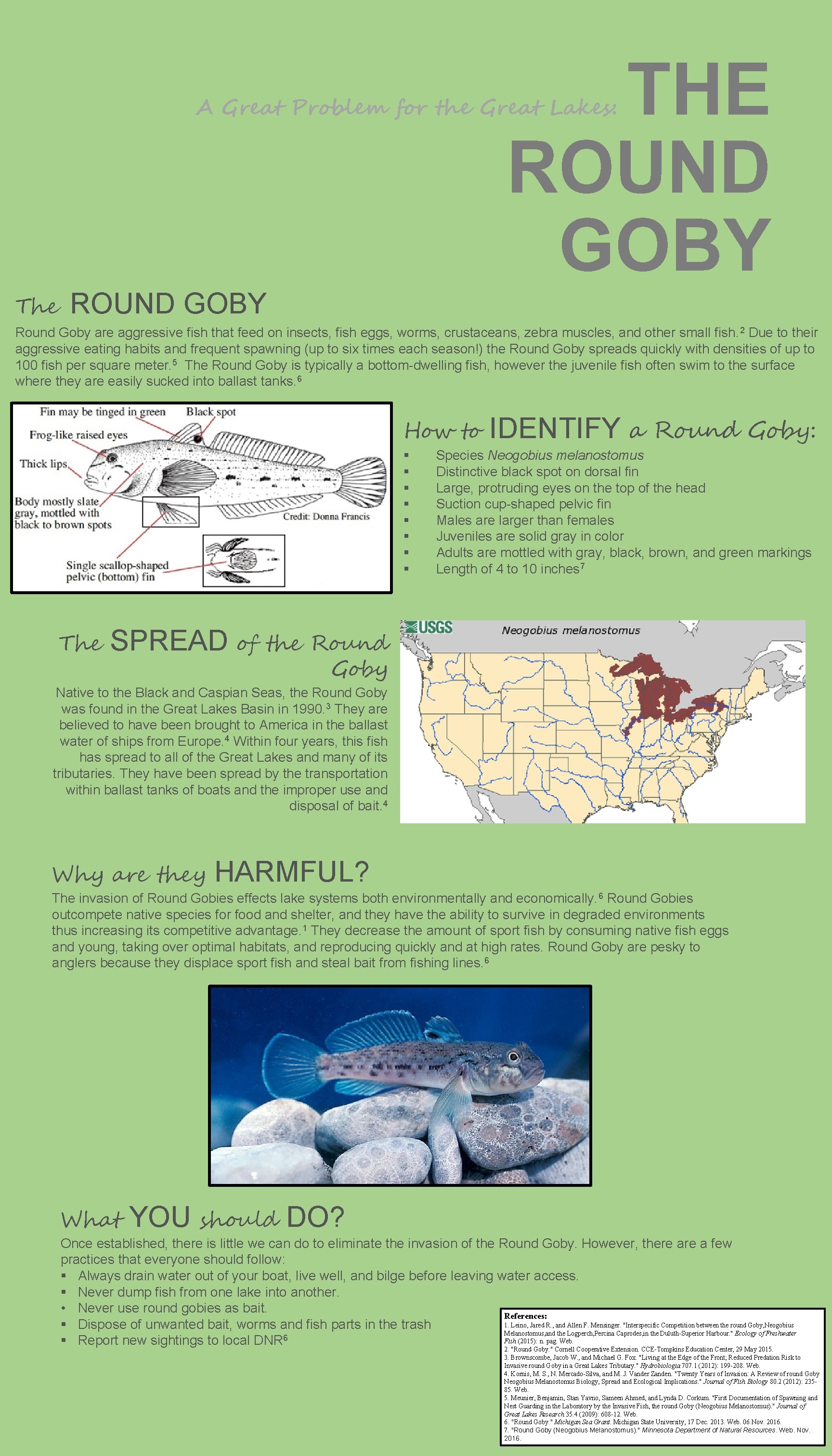 Round Goby Problem THE ROUND GOBY A Great Problem for the