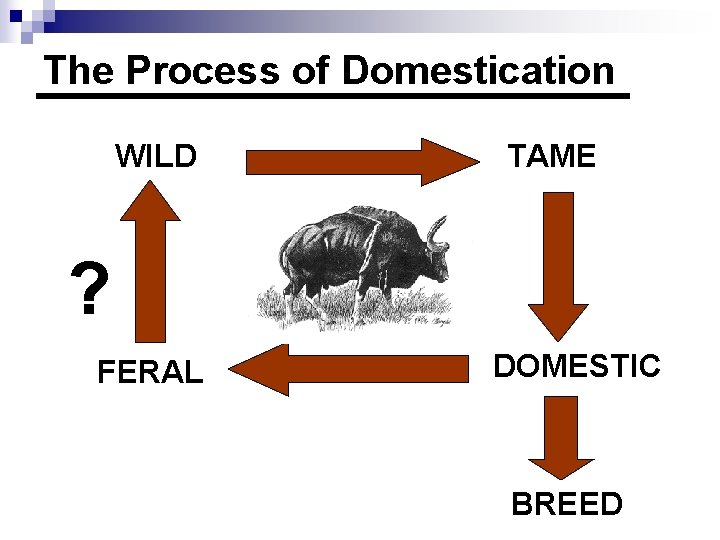 The Process of Domestication WILD TAME ? FERAL DOMESTIC BREED 