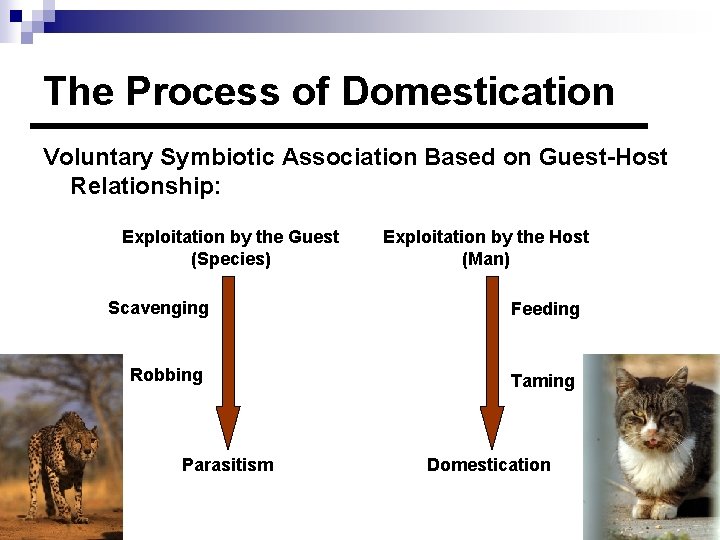 The Process of Domestication Voluntary Symbiotic Association Based on Guest-Host Relationship: Exploitation by the