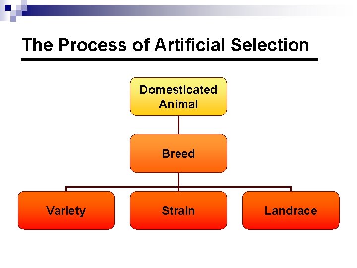 The Process of Artificial Selection Domesticated Animal Breed Variety Strain Landrace 