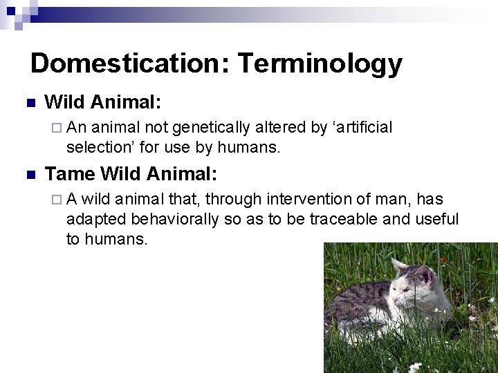 Domestication: Terminology n Wild Animal: ¨ An animal not genetically altered by ‘artificial selection’