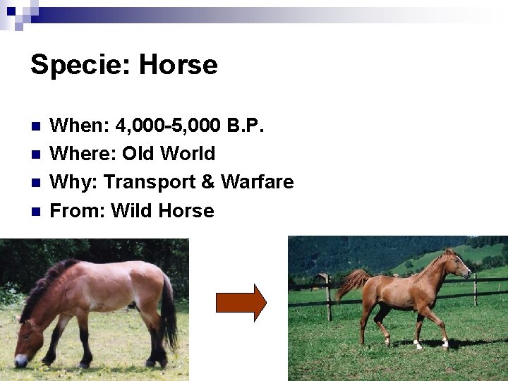 Specie: Horse n n When: 4, 000 -5, 000 B. P. Where: Old World