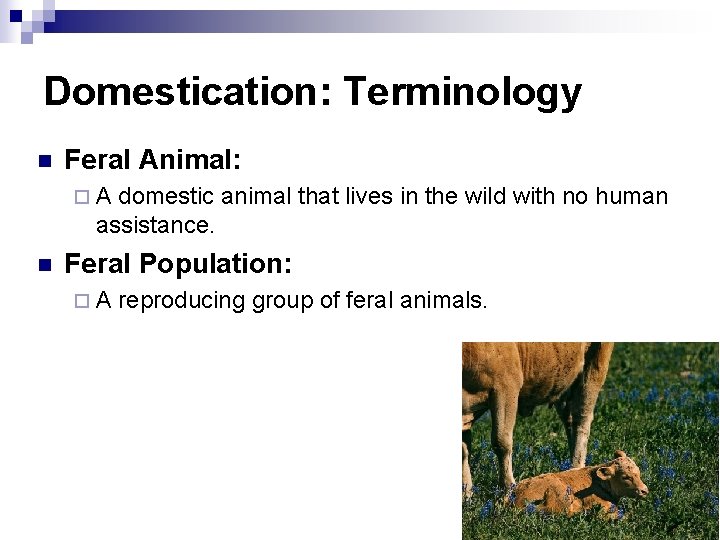 Domestication: Terminology n Feral Animal: ¨A domestic animal that lives in the wild with