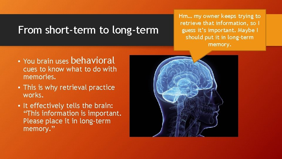 From short-term to long-term • You brain uses behavioral cues to know what to