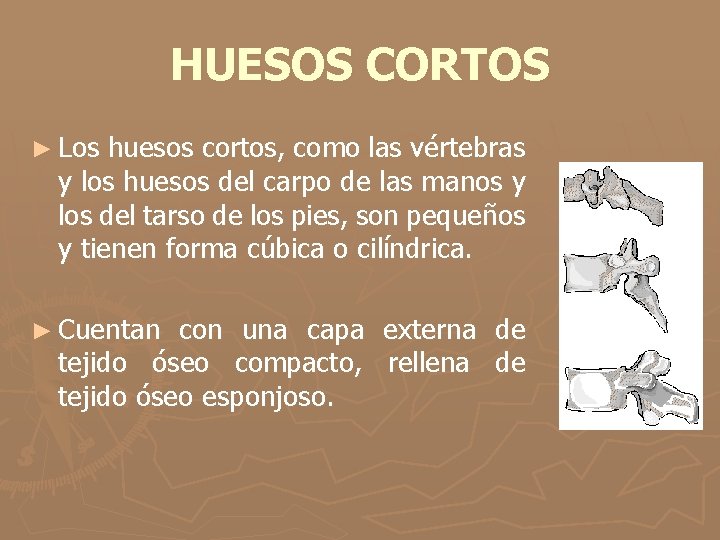 HUESOS CORTOS ► Los huesos cortos, como las vértebras y los huesos del carpo