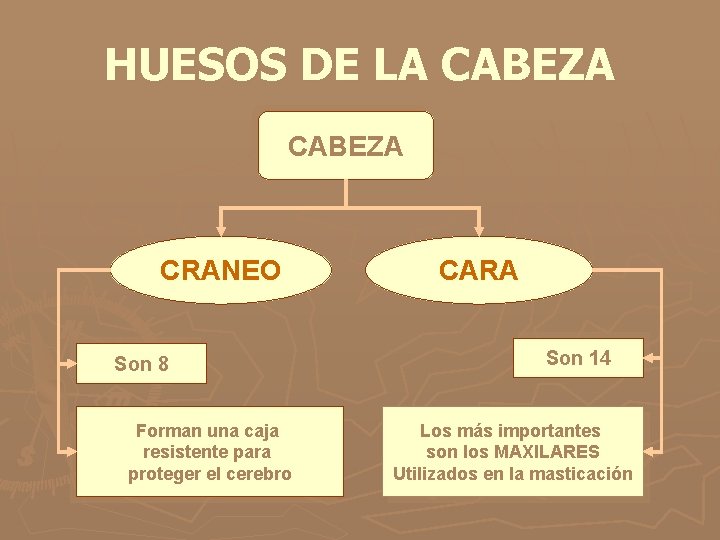 HUESOS DE LA CABEZA CRANEO Son 8 Forman una caja resistente para proteger el