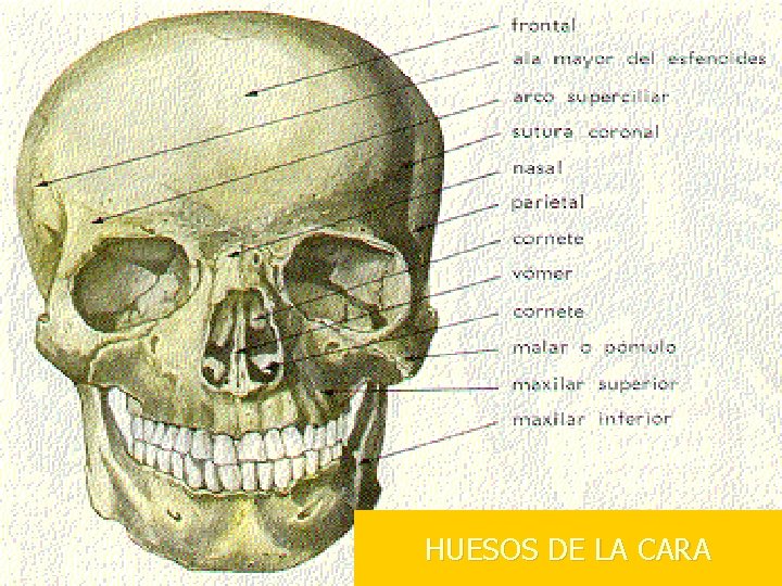 HUESOS DE LA CARA 