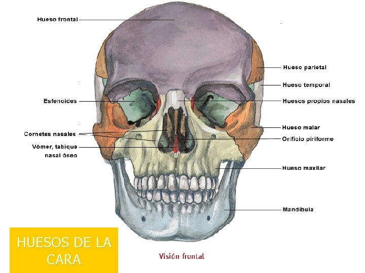 HUESOS DE LA CARA 