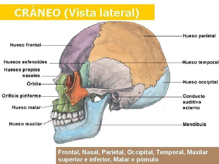 CRÁNEO (Vista lateral) Frontal, Nasal, Parietal, Occipital, Temporal, Maxilar superior e inferior, Malar o