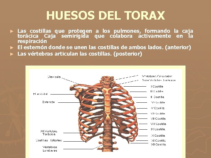 HUESOS DEL TORAX Las costillas que protegen a los pulmones, formando la caja torácica