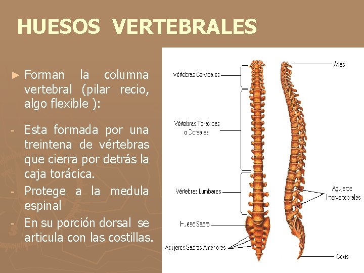 HUESOS VERTEBRALES ► Forman la columna vertebral (pilar recio, algo flexible ): Esta formada