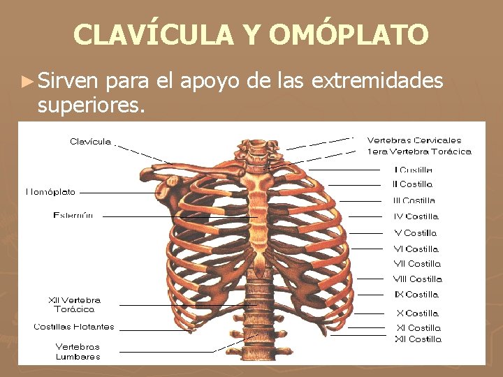 CLAVÍCULA Y OMÓPLATO ► Sirven para el apoyo de las extremidades superiores. 