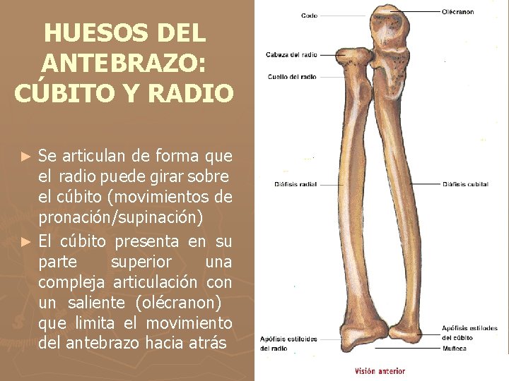 HUESOS DEL ANTEBRAZO: CÚBITO Y RADIO Se articulan de forma que el radio puede