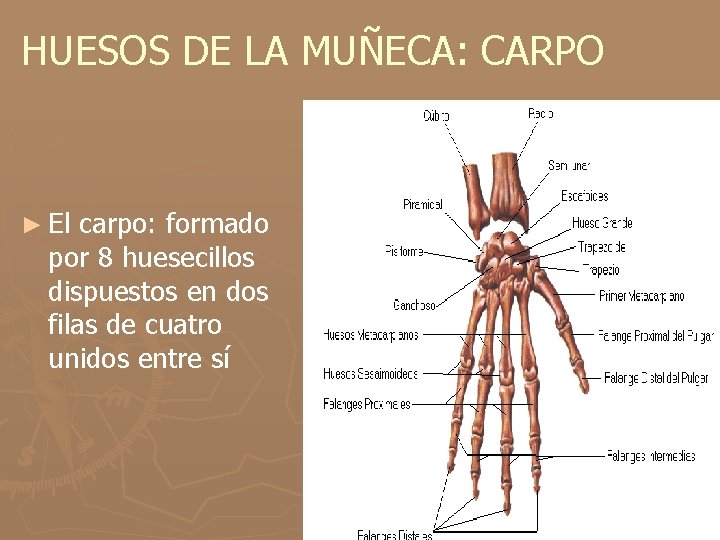 HUESOS DE LA MUÑECA: CARPO ► El carpo: formado por 8 huesecillos dispuestos en