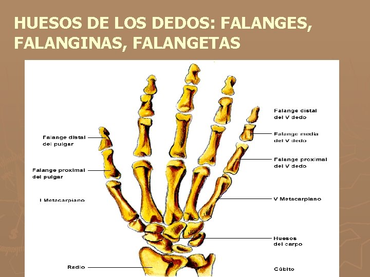 HUESOS DE LOS DEDOS: FALANGES, FALANGINAS, FALANGETAS 