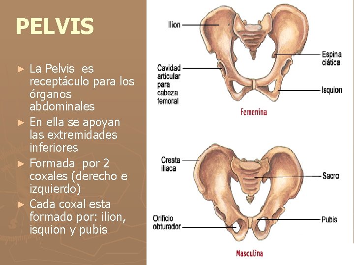 PELVIS La Pelvis es receptáculo para los órganos abdominales ► En ella se apoyan