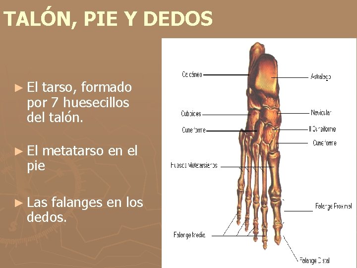 TALÓN, PIE Y DEDOS ► El tarso, formado por 7 huesecillos del talón. ►