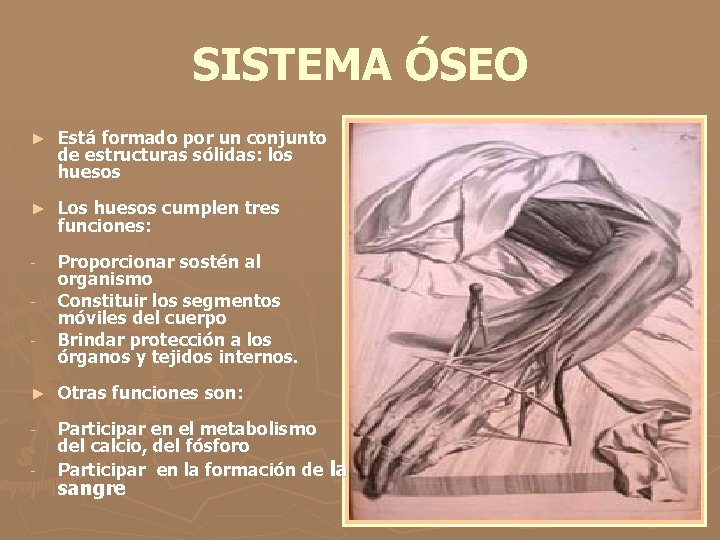 SISTEMA ÓSEO ► Está formado por un conjunto de estructuras sólidas: los huesos ►