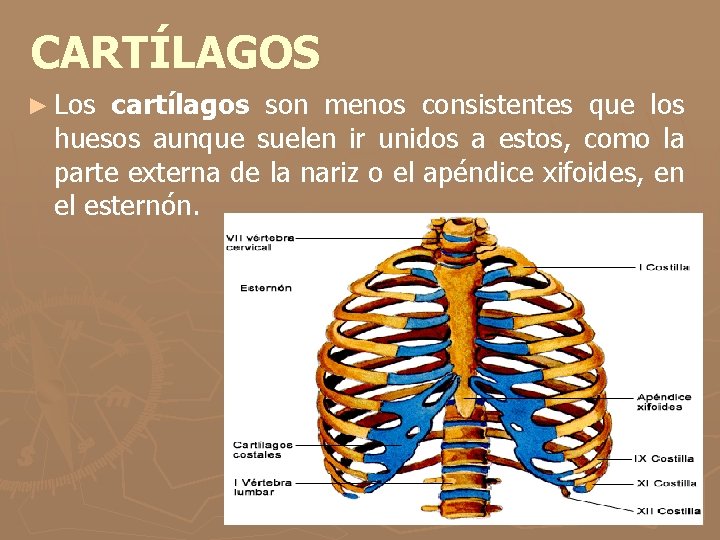 CARTÍLAGOS ► Los cartílagos son menos consistentes que los huesos aunque suelen ir unidos