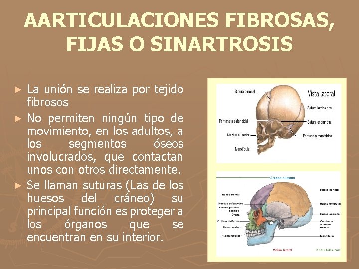 AARTICULACIONES FIBROSAS, FIJAS O SINARTROSIS La unión se realiza por tejido fibrosos ► No