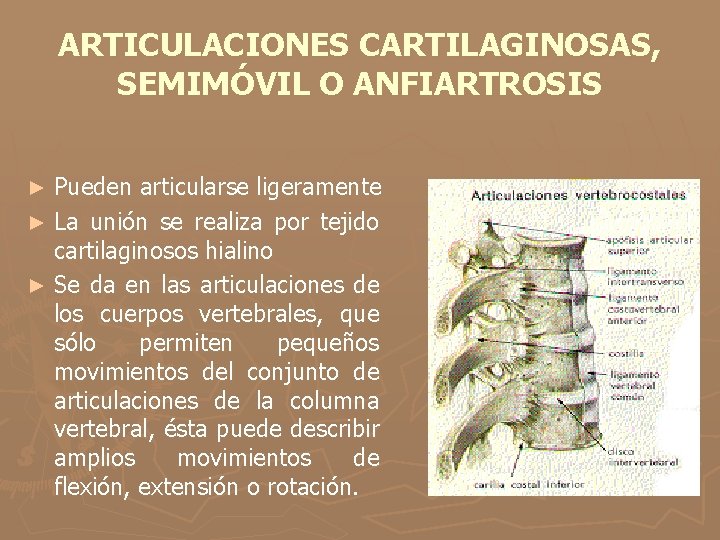ARTICULACIONES CARTILAGINOSAS, SEMIMÓVIL O ANFIARTROSIS Pueden articularse ligeramente ► La unión se realiza por