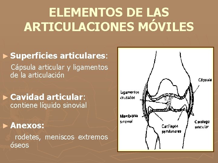 ELEMENTOS DE LAS ARTICULACIONES MÓVILES ► Superficies articulares: Cápsula articular y ligamentos de la