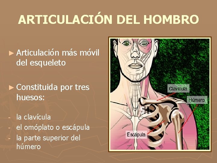 ARTICULACIÓN DEL HOMBRO ► Articulación más móvil del esqueleto ► Constituida huesos: por tres