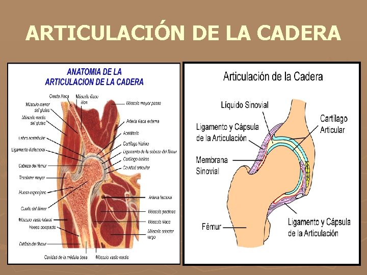 ARTICULACIÓN DE LA CADERA 