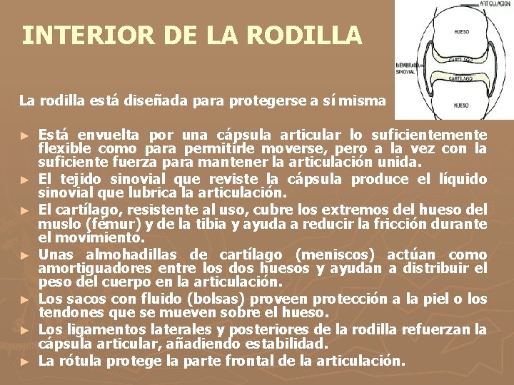 INTERIOR DE LA RODILLA La rodilla está diseñada para protegerse a sí misma ►