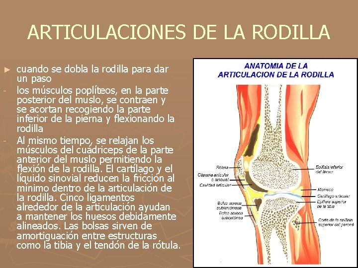 ARTICULACIONES DE LA RODILLA ► - - cuando se dobla la rodilla para dar