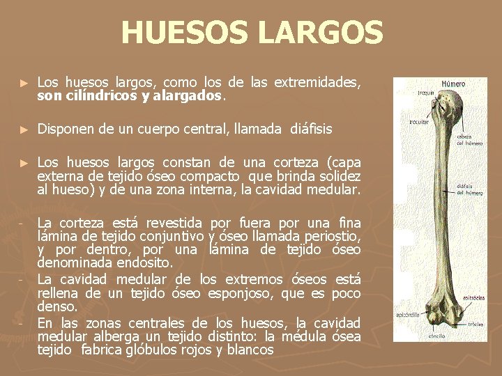 HUESOS LARGOS ► Los huesos largos, como los de las extremidades, son cilíndricos y