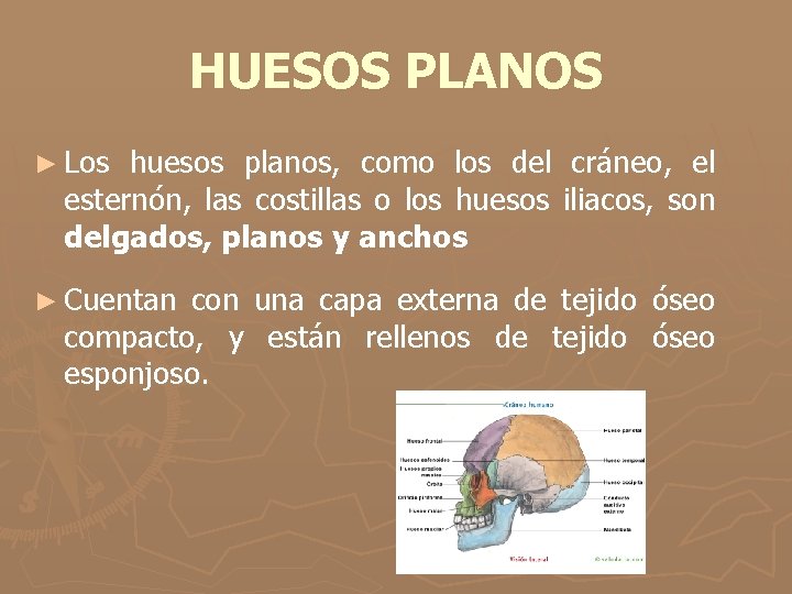 HUESOS PLANOS ► Los huesos planos, como los del cráneo, el esternón, las costillas