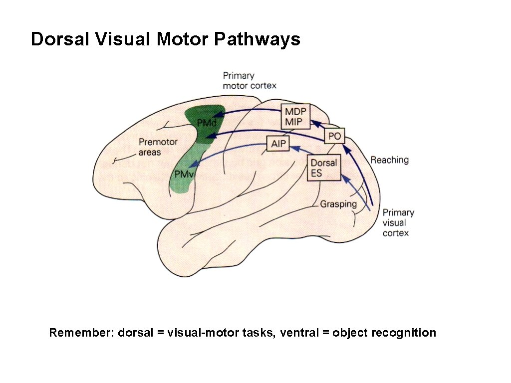 Dorsal Visual Motor Pathways Remember: dorsal = visual-motor tasks, ventral = object recognition Dorsal Visual Motor Pathways Remember: dorsal = visual-motor tasks, ventral = object recognition