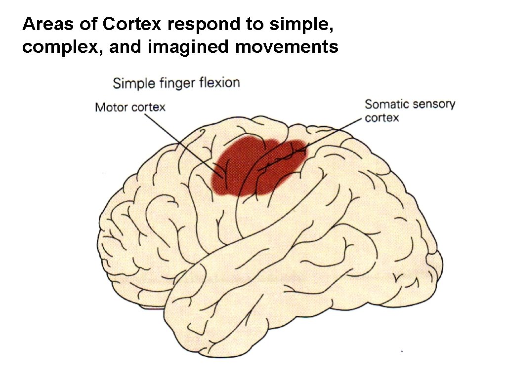 Areas of Cortex respond to simple, complex, and imagined movements Areas of Cortex respond to simple, complex, and imagined movements