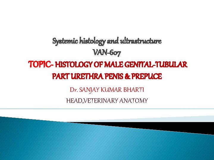 Systemic histology and ultrastructure VAN-607 TOPIC- HISTOLOGY OF MALE GENITAL-TUBULAR PART URETHRA PENIS &