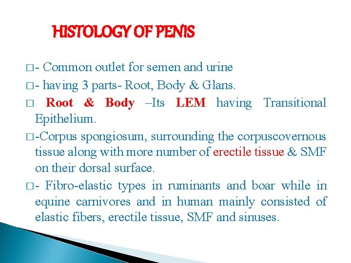 HISTOLOGY OF PENIS �- Common outlet for semen and urine � - having 3