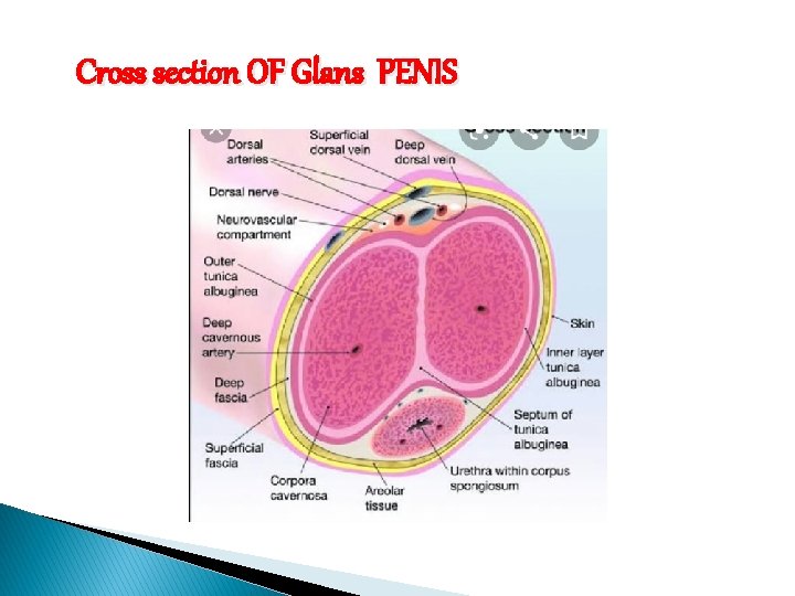 Cross section OF Glans PENIS 