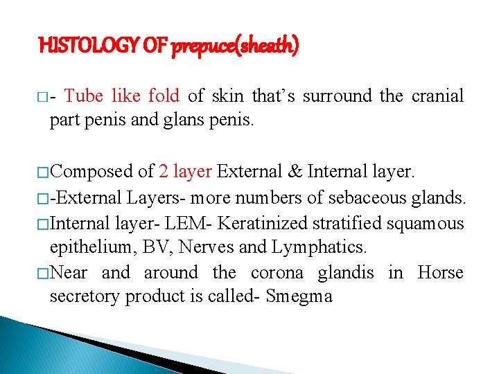 HISTOLOGY OF prepuce(sheath) Tube like fold of skin that’s surround the cranial part penis