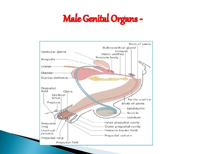 Male Genital Organs - 