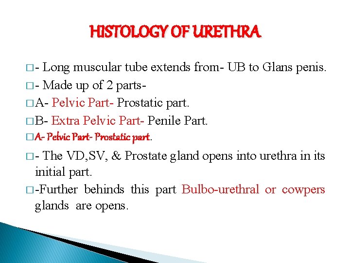 HISTOLOGY OF URETHRA �- Long muscular tube extends from- UB to Glans penis. �