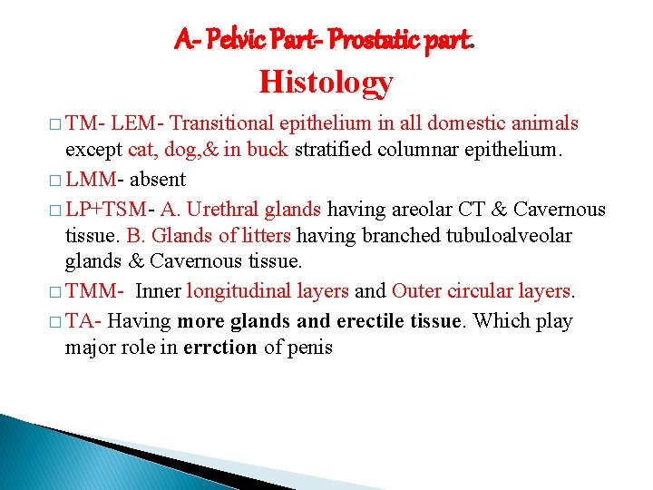 A- Pelvic Part- Prostatic part. Histology � TM- LEM- Transitional epithelium in all domestic