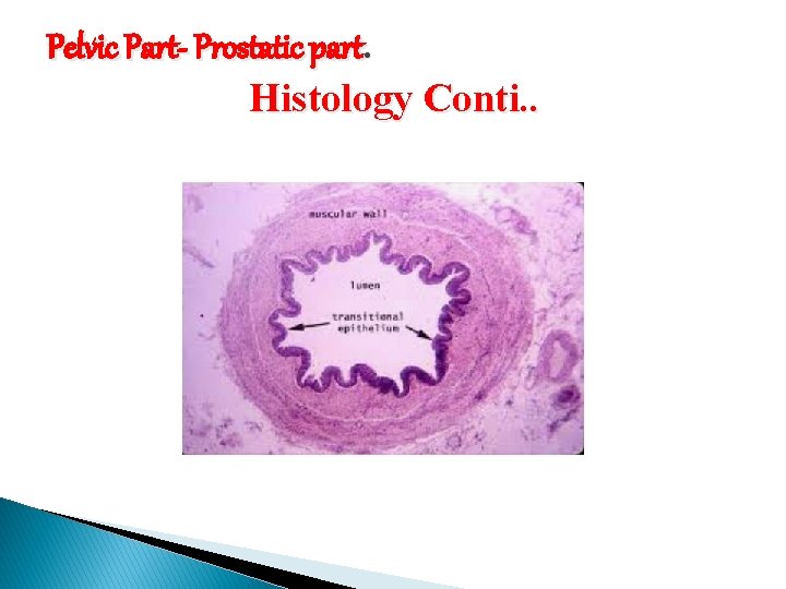 Pelvic Part- Prostatic part. Histology Conti. . 