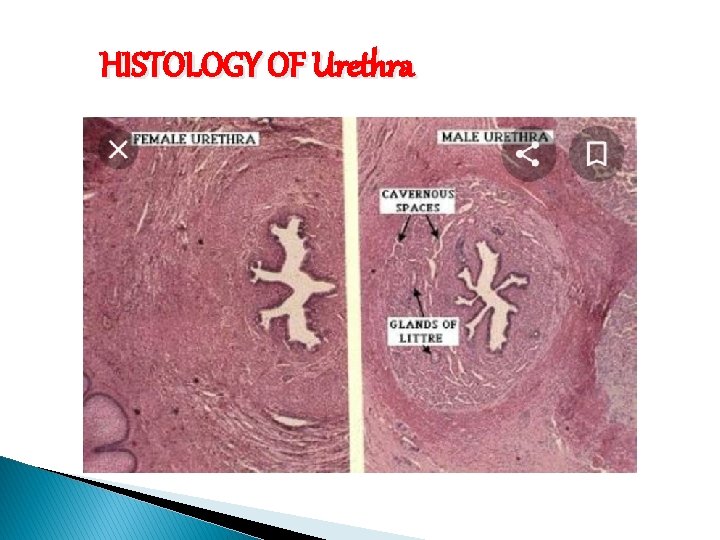 HISTOLOGY OF Urethra 