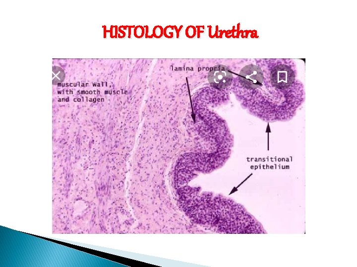 HISTOLOGY OF Urethra 