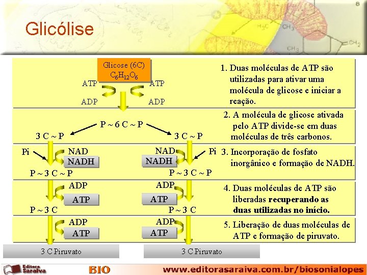 Glicólise ATP Glicose (6 C) C 6 H 12 O 6 ADP ATP ADP