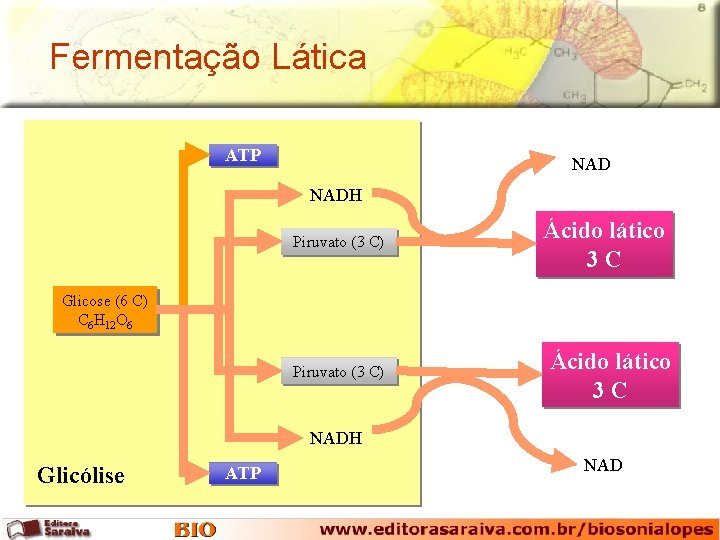 Fermentação Lática ATP NADH Piruvato (3 C) Ácido lático 3 C Glicose (6 C)