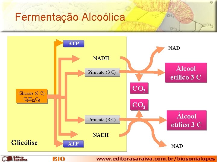 Fermentação Alcoólica ATP NADH Álcool etílico 3 C Piruvato (3 C) CO 2 Glicose