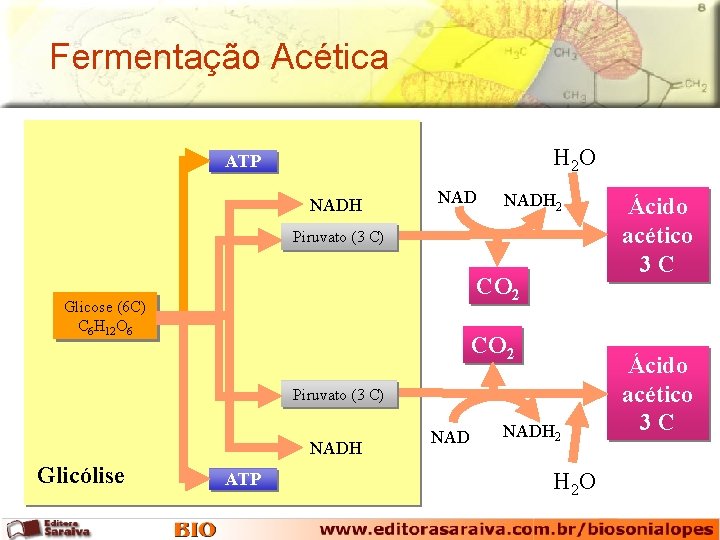 Fermentação Acética H 2 O ATP NADH 2 Piruvato (3 C) CO 2 Glicose