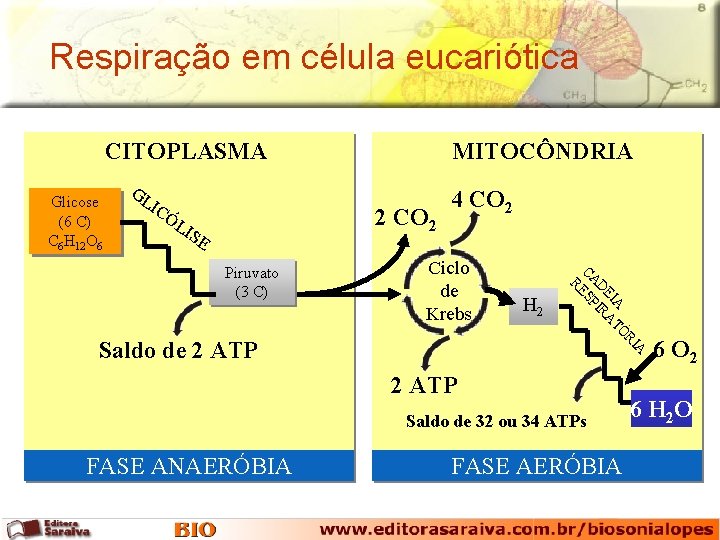 Respiração em célula eucariótica CITOPLASMA Glicose (6 C) C 6 H 12 O 6