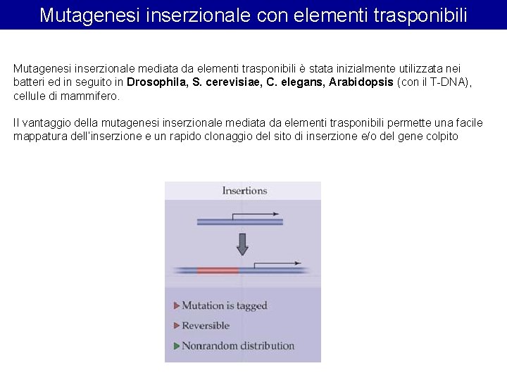 Mutagenesi inserzionale con elementi trasponibili Mutagenesi inserzionale mediata da elementi trasponibili è stata inizialmente